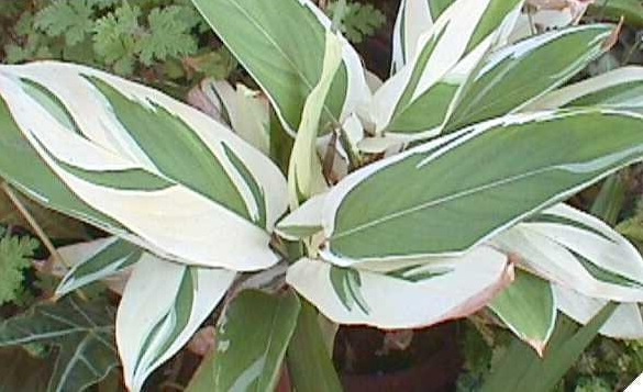 Alpinia Species, Sanders Ginger, Striped Narrow-Leaf Ginger, Variegated Ginger