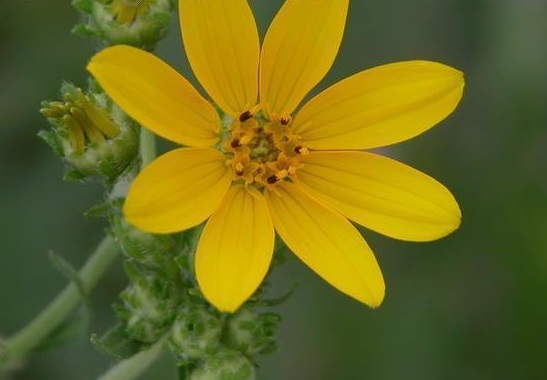 Engelmannia Species, Engelmanns Daisy, Cut-leaf Daisy