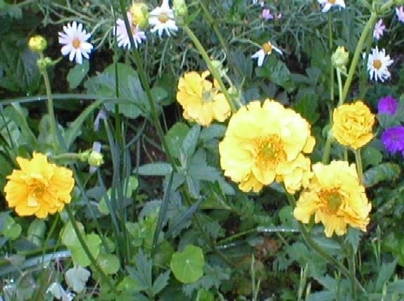 Geum, Avens Lady Stratheden