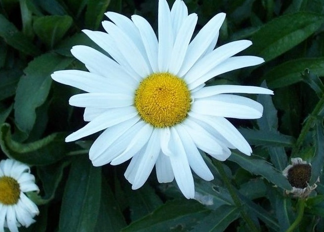 Leucanthemum, Shasta Daisy Snow Lady