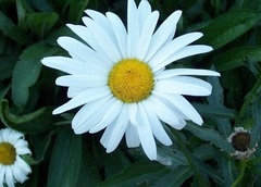 Leucanthemum, Shasta Daisy 'Snow Lady'