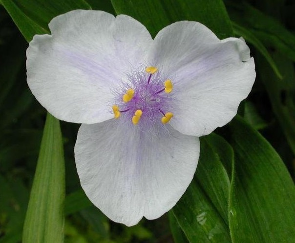 Tradescantia, Spiderwort, Virginia Spiderwort, Ladys Tears Osprey