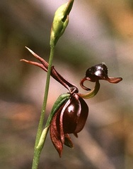Species Orchid, Caleana, Flying Duck Orchid, Larger Caleana