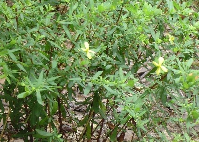 Hypericum Species, St Andrews Cross