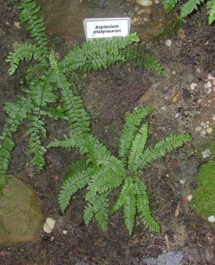 Asplenium Species, Brownstem Spleenwort, Ebony Spleenwort