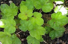 Heucherella, Foamy Bells 'Sunspot'