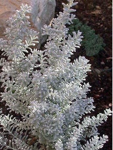 Maireana Species, Cotton Bush, Pearl Bluebush