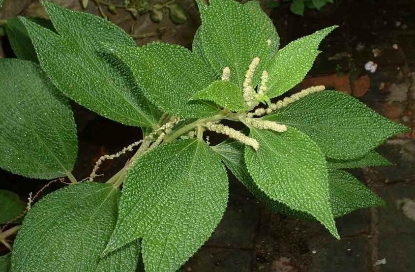 Ramie, Chinese Silk Plant, China Grass