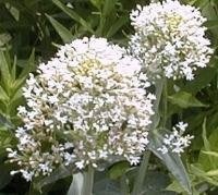 Centranthus, Jupiters Beard, Keys to Heaven, Red Valerian Alba