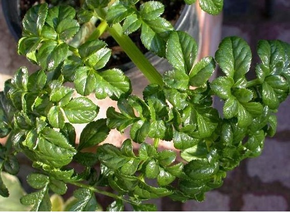 Angelica Species, Portuguese Angelica, Shiny Angelica