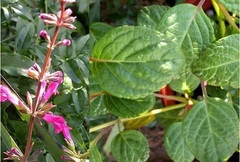 Salvia Species, Chiapas Sage, Meadow Sage