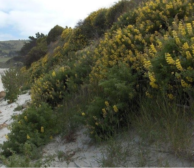 Lupinus Species, Tree Lupine, Yellow Bush Lupine
