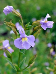 Mimulus Species, Allegheny Monkey Flower, Square-Stemmed Monkeyflower
