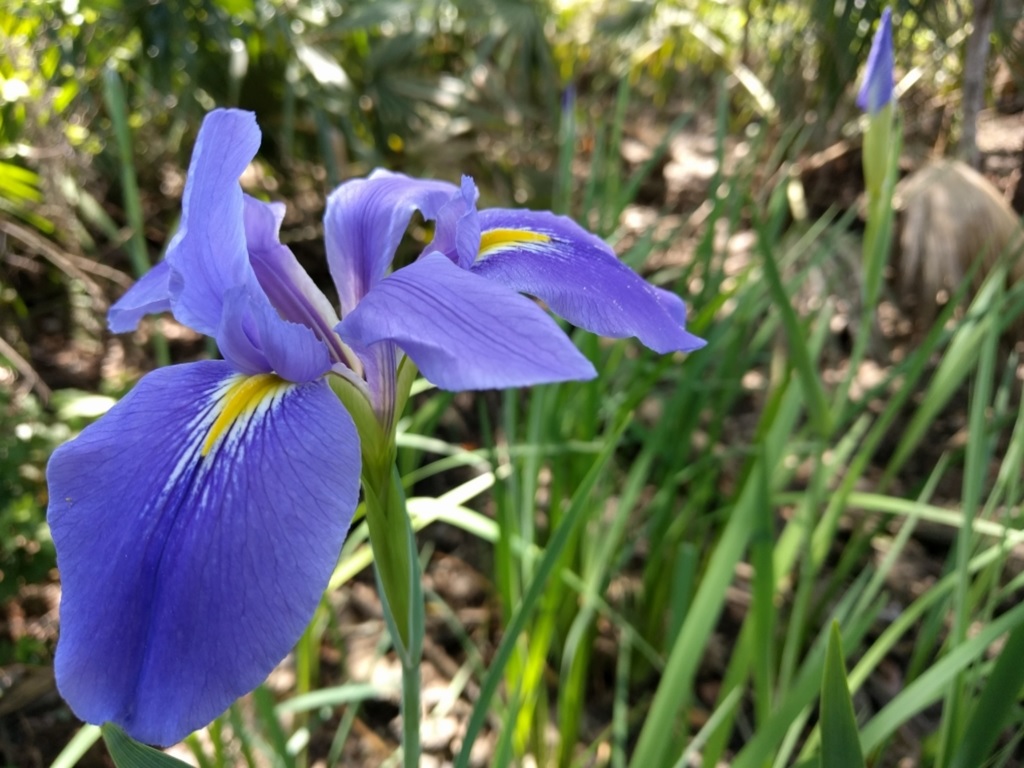 Species Iris, Giant Blue Iris, Giant Blue Flag