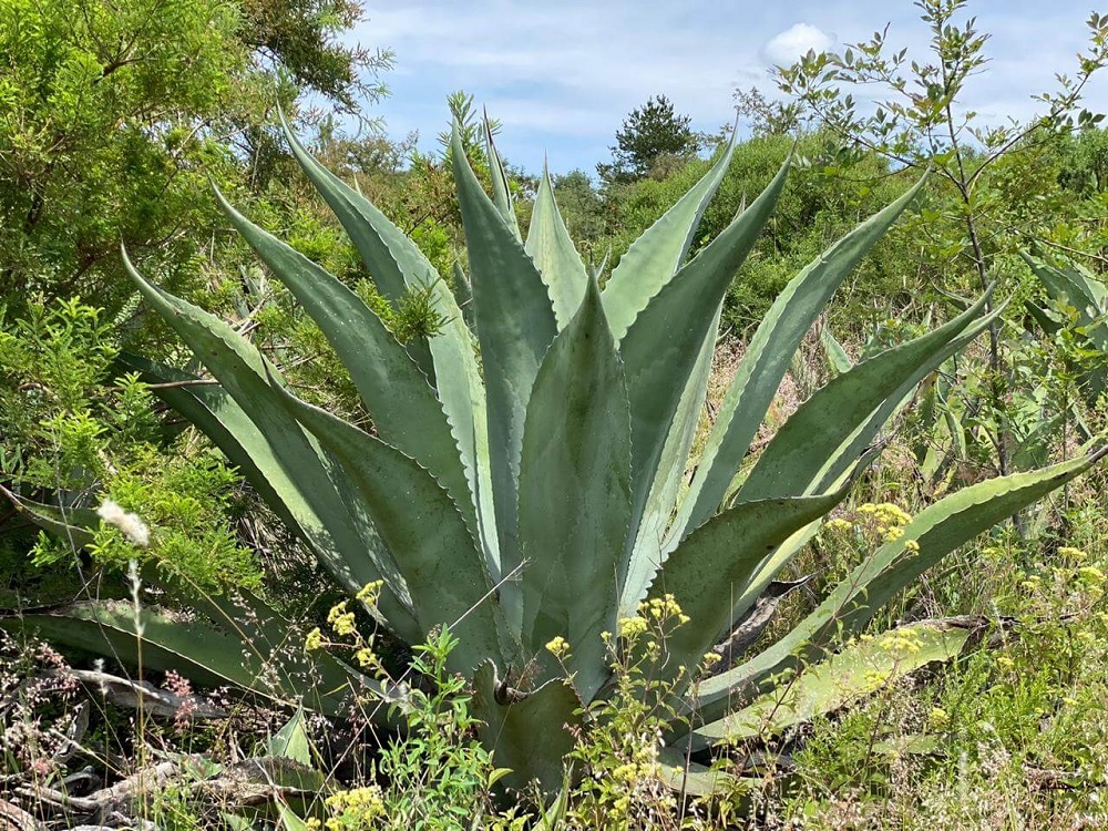 Agave Species, False Sisal, Century Plant, Maguey