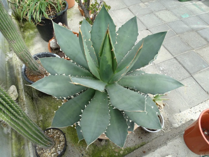 Agave Species, Rancho Tambor Agave, Century Plant, Maguey