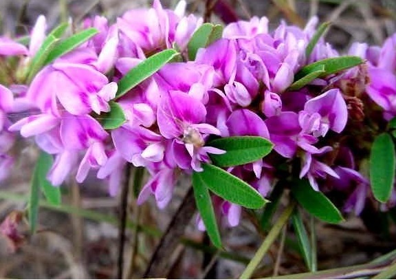 Lespedeza Species, Slender Bush Clover