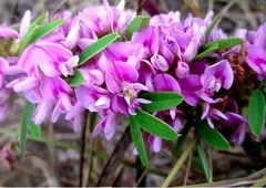 Lespedeza Species, Slender Bush Clover