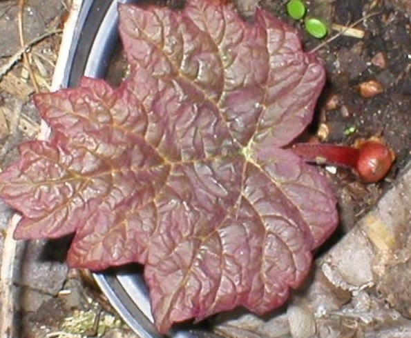 Rheum Species, Chinese Rhubarb