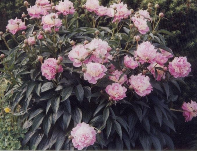 Chinese Peony, Garden Peony Sorbet
