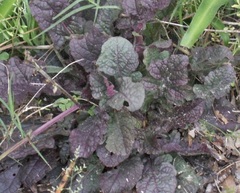 Salvia, Cancer Weed, Lyreleaf Sage 'Purple Knockout'
