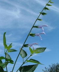Salvia, Blue Anise Sage, Brazilian Sage 'Argentine Skies'