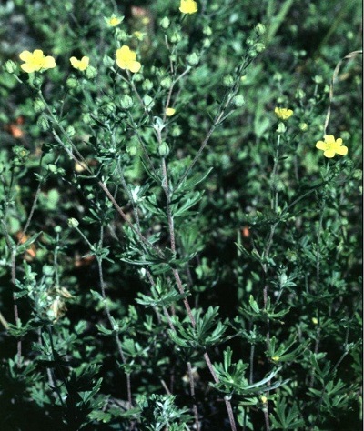 Potentilla Species, Silver, Silvery Cinquefoil
