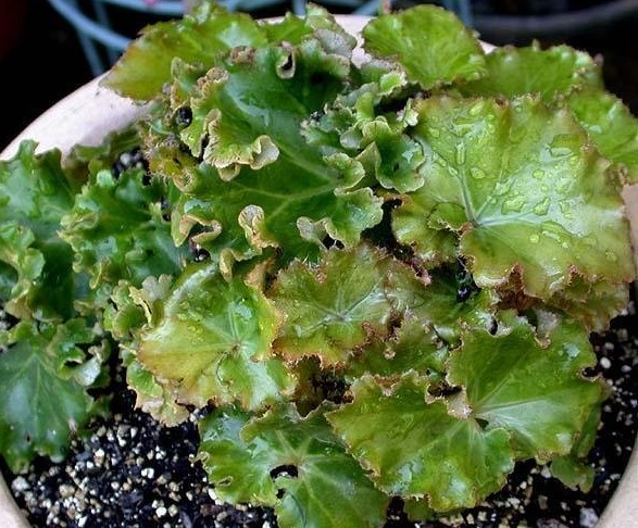 Begonia, Rhizomatous Begonia, Lettuce Leaf Begonia Bunchii
