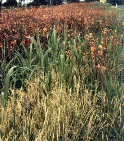 Bulbil Watsonia