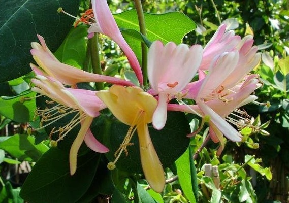 Lonicera, Purple-Leaf Japanese Honeysuckle Purpurea