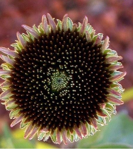 Echinacea, Purple Coneflower Ruby Star
