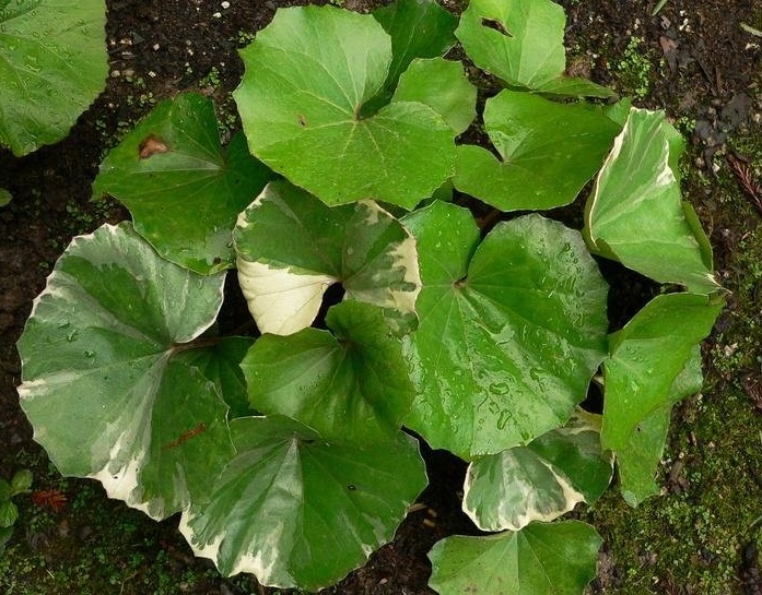 Farfugium, Variegated Leopard Plant, White Edged Leopard Plant Argentea