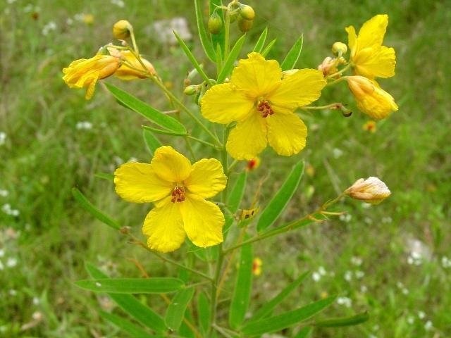 Senna Species, Twin-Leaf Senna, Two-Leaf Senna
