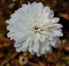 Leucanthemum, Shasta Daisy 'Summer Snowball'