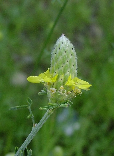 Dalea Species, Golden Dalea, Golden Prairie Clover, Silktop Dalea