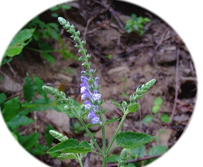Scutellaria Species, Heartleaf Skullcap, Heart-Leaf Skullcap, Downy Skullcap,