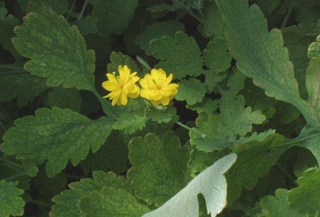 Double Flowered Greater Celandine Flore Pleno