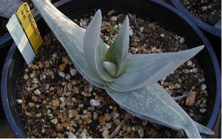 Aloe Species