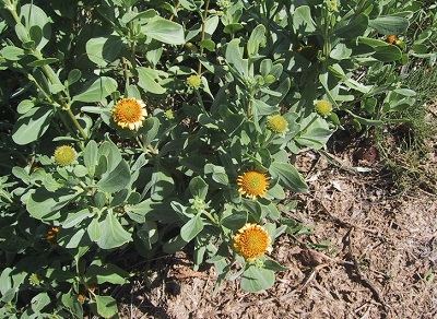 Bushy Seaside Oxeye