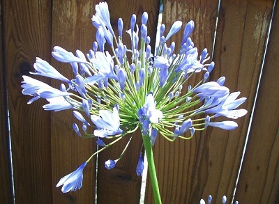 Agapanthus Species, Lily of the Nile