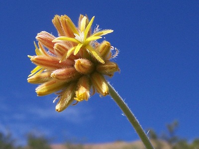 Cevallia Species, Stinging Serpent, Stinging Cevallia