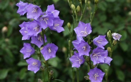 Campanula, Peachleaf Bellflower Telham Beauty