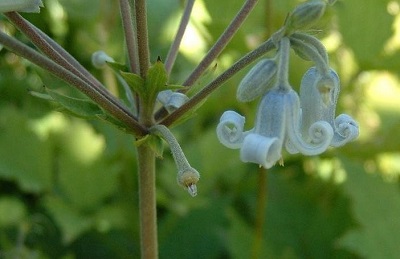 Clematis Species, Chinese Shrub Clematis, Tube Clematis