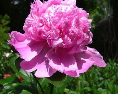 Chinese Peony, Garden Peony Monsieur Jules Elie
