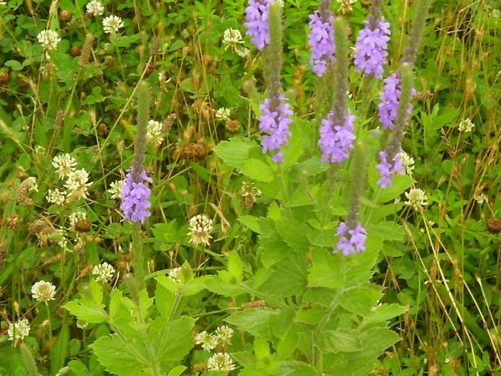 Verbena Species, Hoary Vervain, Tall Vervain, Woolly Verbena