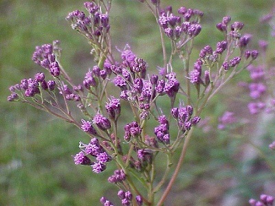 Pineland Purple, False Vanillaleaf
