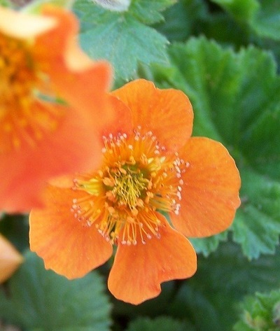 Geum, Avens, Scarlet Avens Cooky