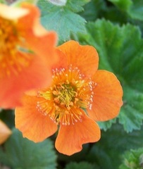 Geum, Avens, Scarlet Avens 'Cooky'