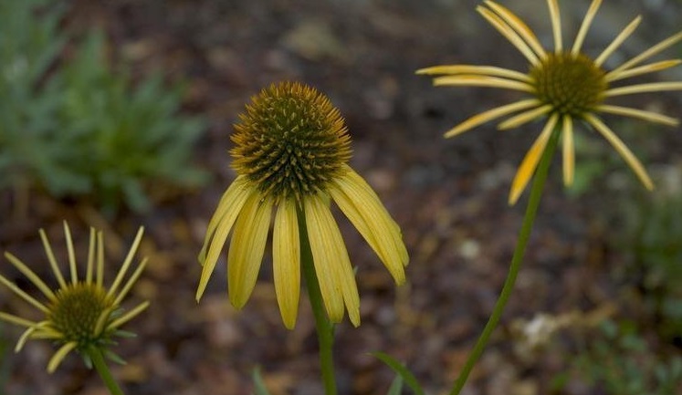 Echinacea, Yellow Coneflower, Meadowbrite Coneflower Mango Meadowbrite