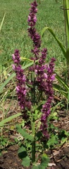 Salvia, Balkan Clary, Ornamental Sage, Perennial Meadow Salvia, Violet Sage 'Rose Queen'